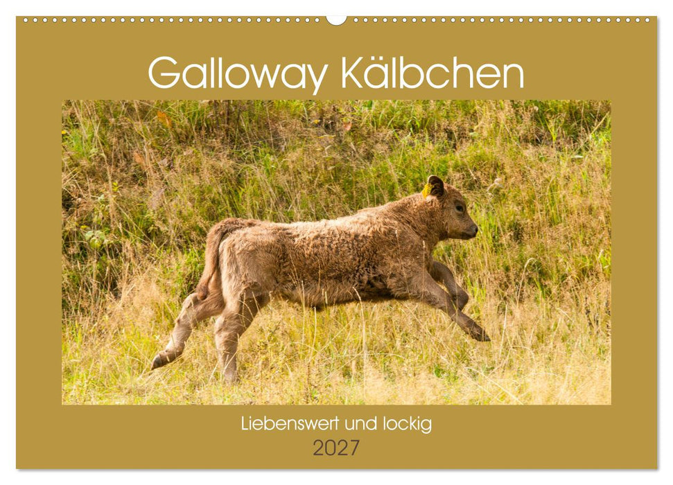 Galloway Kälbchen - Liebenswert und lockig (CALVENDO Wandkalender 2027)