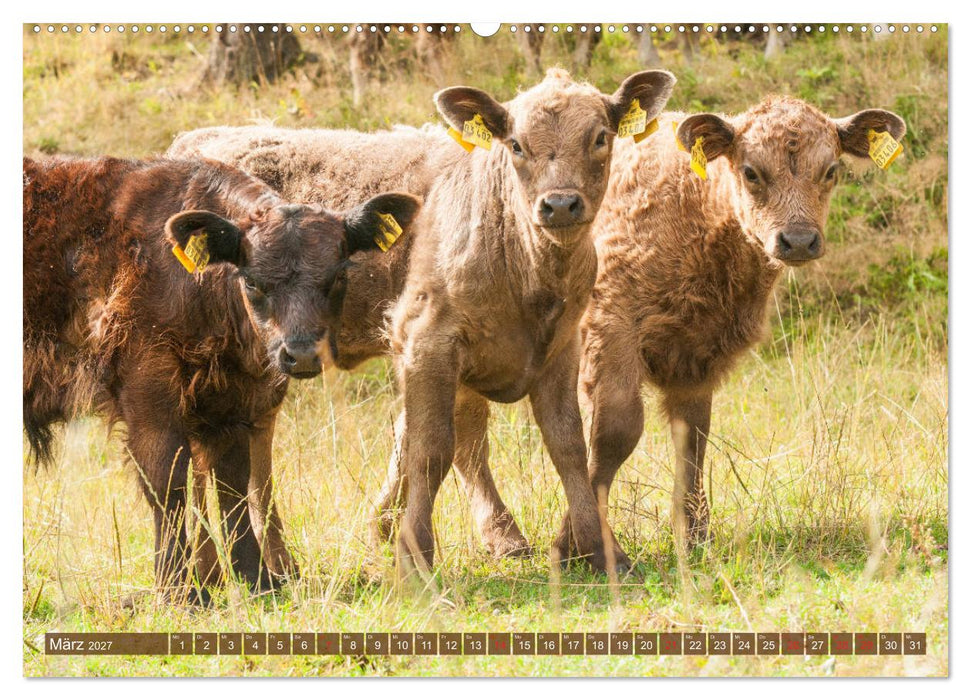 Galloway Kälbchen - Liebenswert und lockig (CALVENDO Wandkalender 2027)