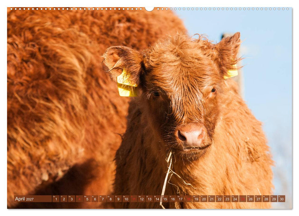 Galloway Kälbchen - Liebenswert und lockig (CALVENDO Wandkalender 2027)