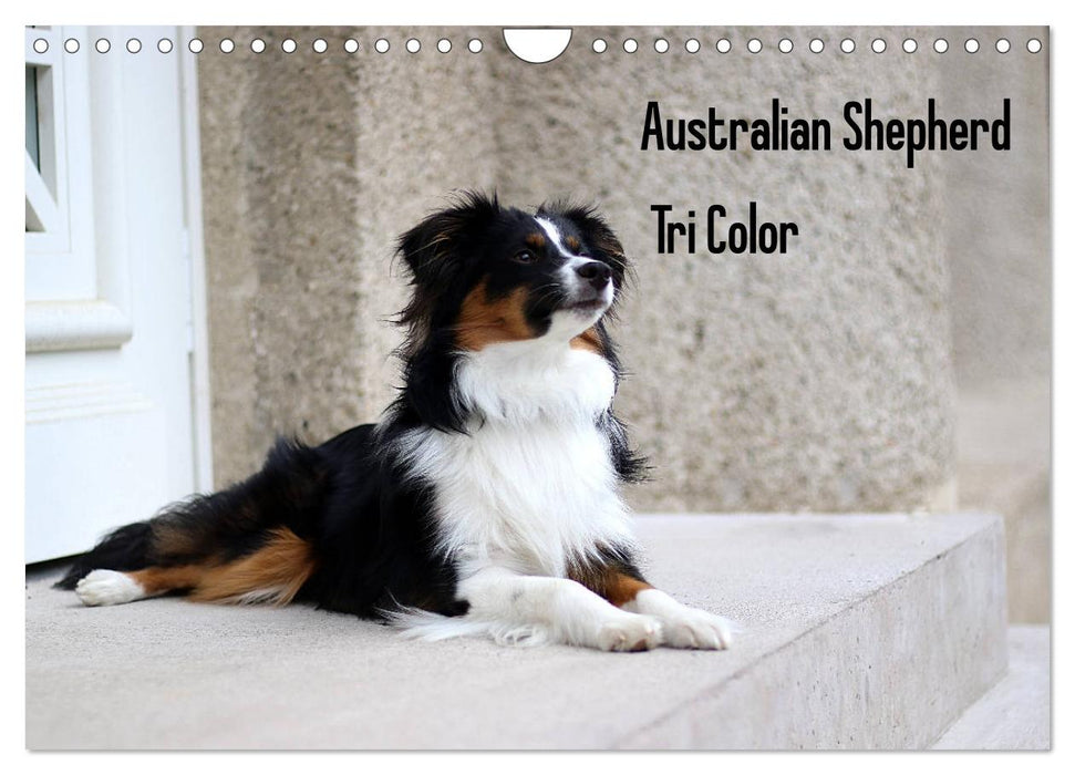 Australian Shepherd Tri Color (CALVENDO Wandkalender 2027)