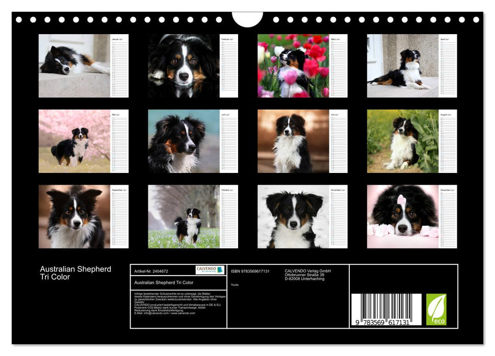 Australian Shepherd Tri Color (CALVENDO Wandkalender 2027)
