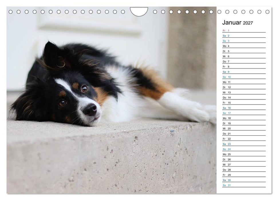 Australian Shepherd Tri Color (CALVENDO Wandkalender 2027)