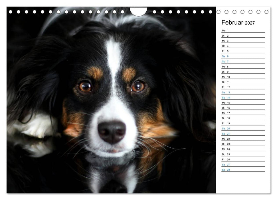 Australian Shepherd Tri Color (CALVENDO Wandkalender 2027)
