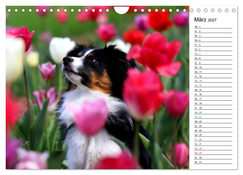 Australian Shepherd Tri Color (CALVENDO Wandkalender 2027)