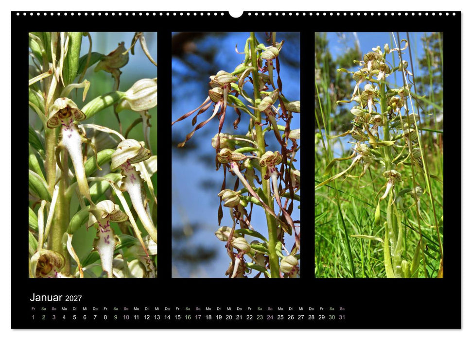 Heimische Orchideen im Dreierpack (CALVENDO Premium Wandkalender 2027)