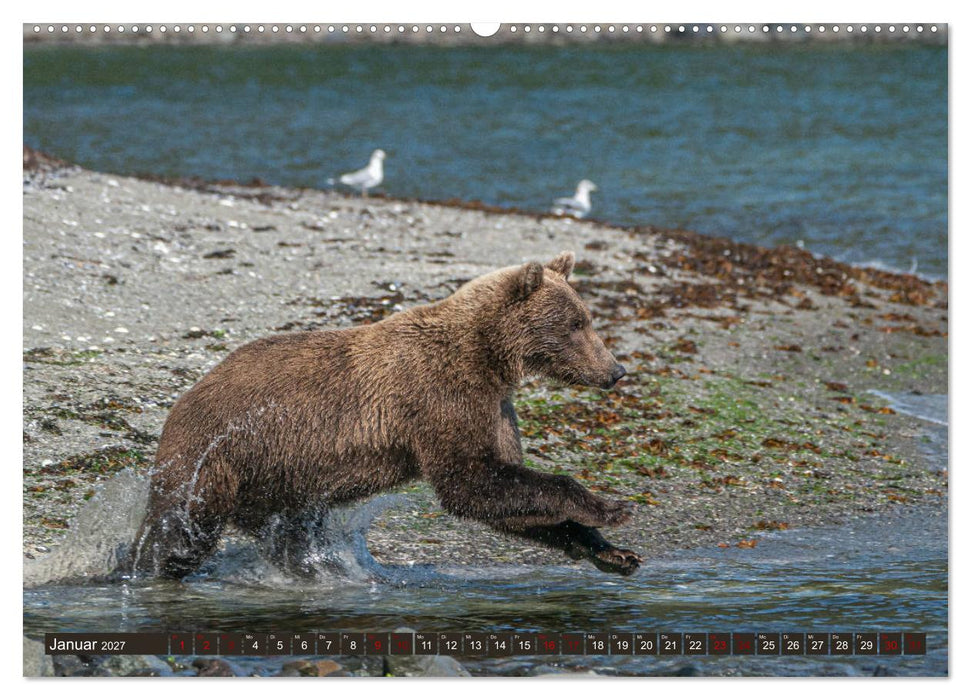 Grizzlybären im Katmai Nationalpark Alaska (CALVENDO Wandkalender 2027)