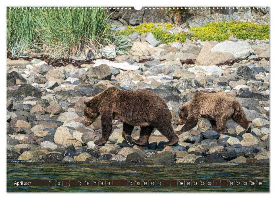 Grizzlybären im Katmai Nationalpark Alaska (CALVENDO Wandkalender 2027)