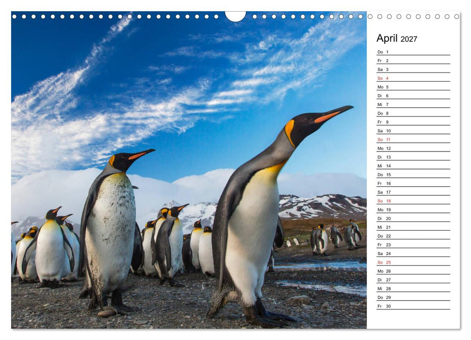 Pinguinliebe (CALVENDO Wandkalender 2027)
