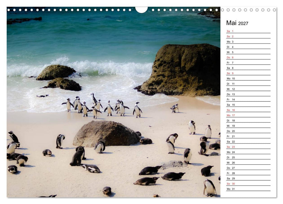 Pinguinliebe (CALVENDO Wandkalender 2027)