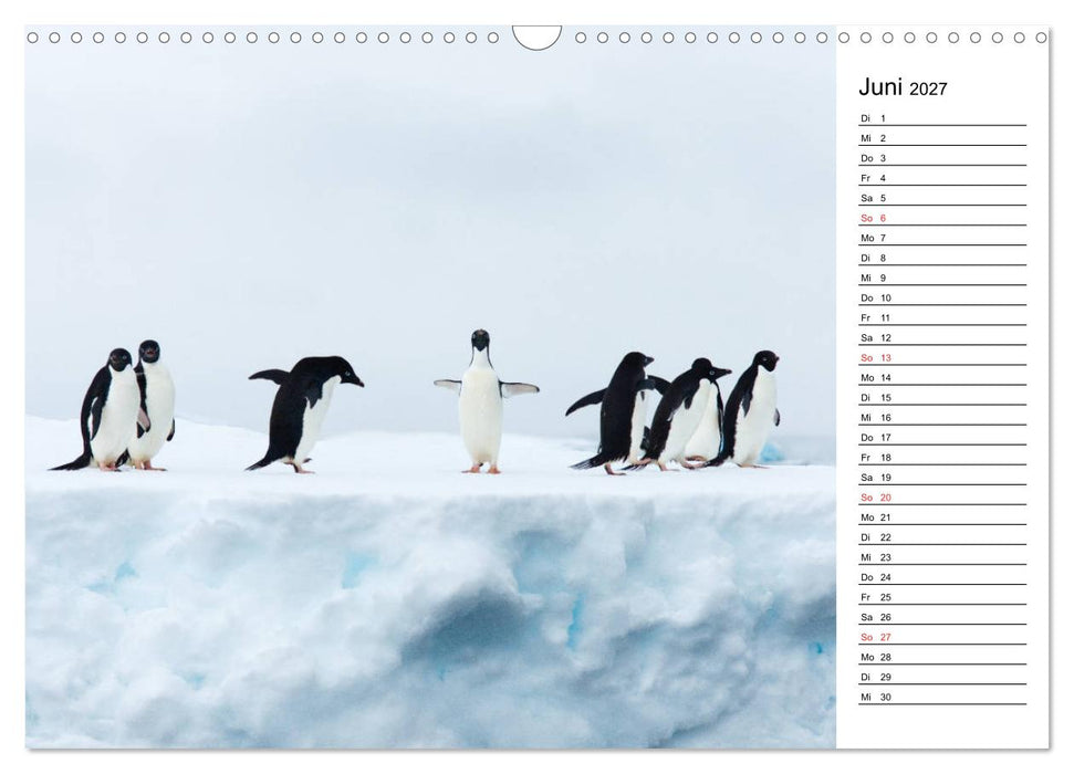Pinguinliebe (CALVENDO Wandkalender 2027)