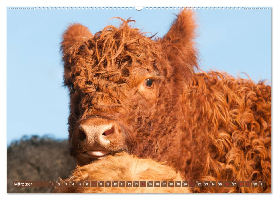 Schöne Schotten - Galloway im Porträt (CALVENDO Premium Wandkalender 2027)