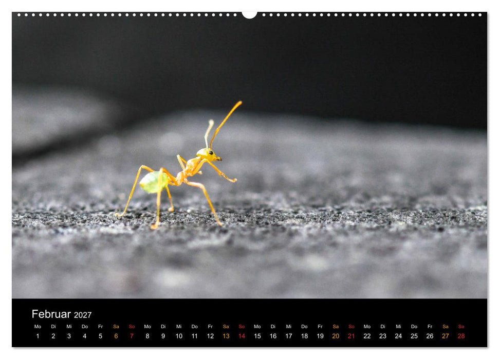 Australien, tierischer Kontinent (CALVENDO Premium Wandkalender 2027)