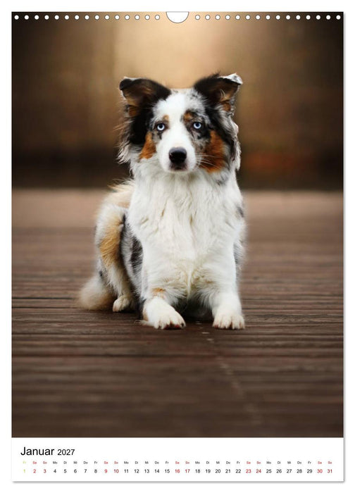 Australian Shepherd - Beste Freunde (CALVENDO Wandkalender 2027)