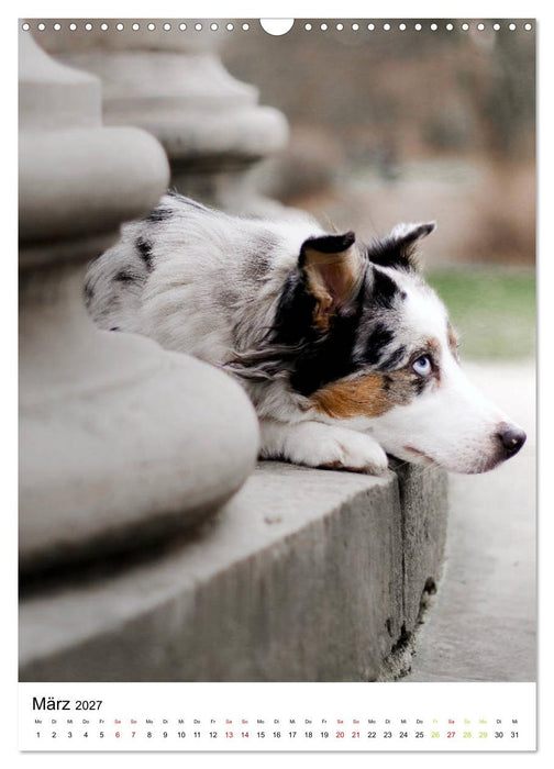 Australian Shepherd - Beste Freunde (CALVENDO Wandkalender 2027)