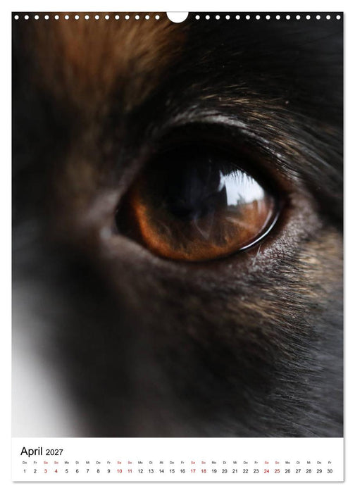 Australian Shepherd - Beste Freunde (CALVENDO Wandkalender 2027)