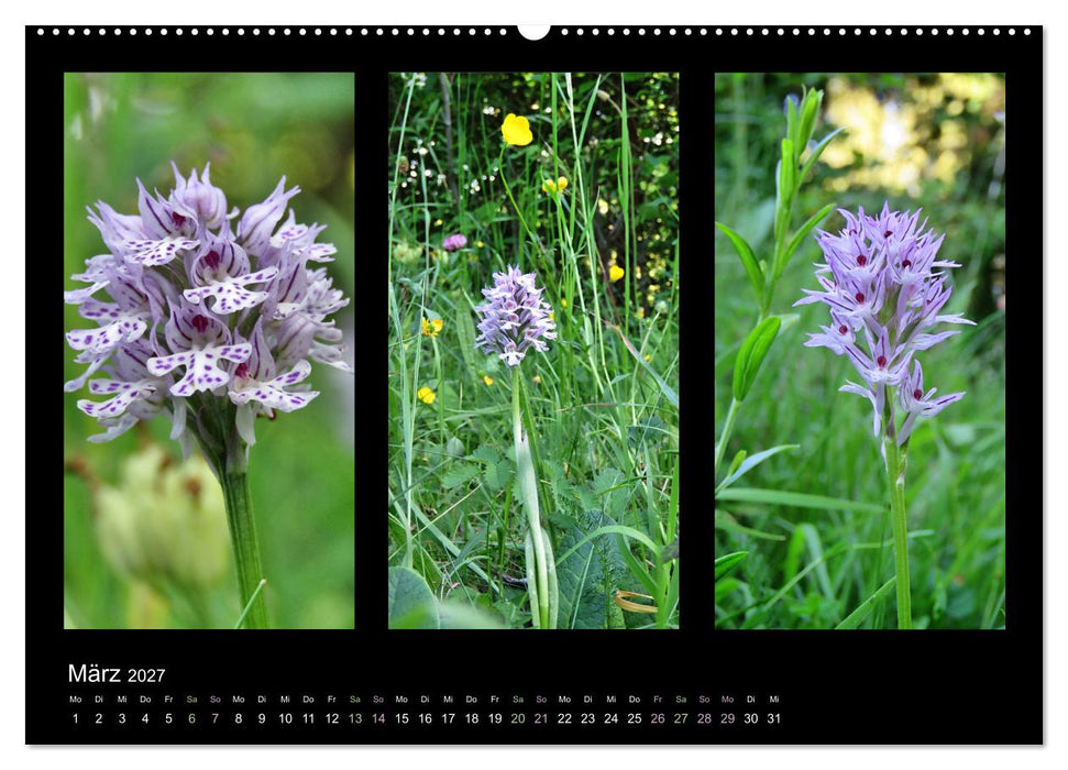 Heimische Orchideen im Dreierpack (CALVENDO Wandkalender 2027)