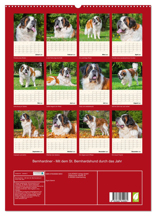 Bernhardiner - Mit dem St. Bernhardshund durch das Jahr (CALVENDO Premium Wandkalender 2027)