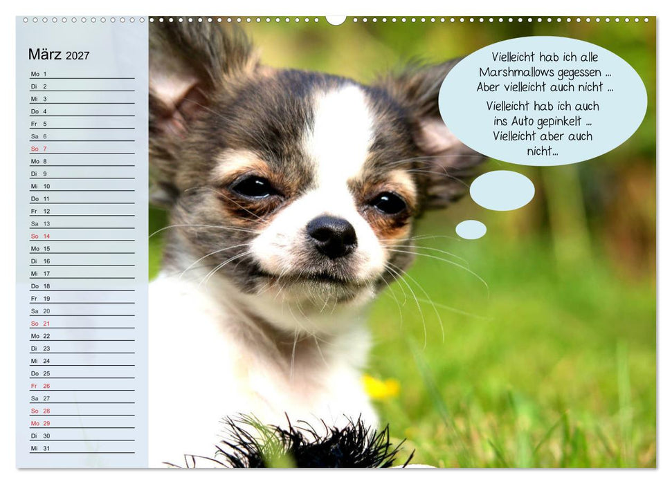 Hurra! Wir gehen Gassi! Abenteuer mit dem Hund! (CALVENDO Wandkalender 2027)