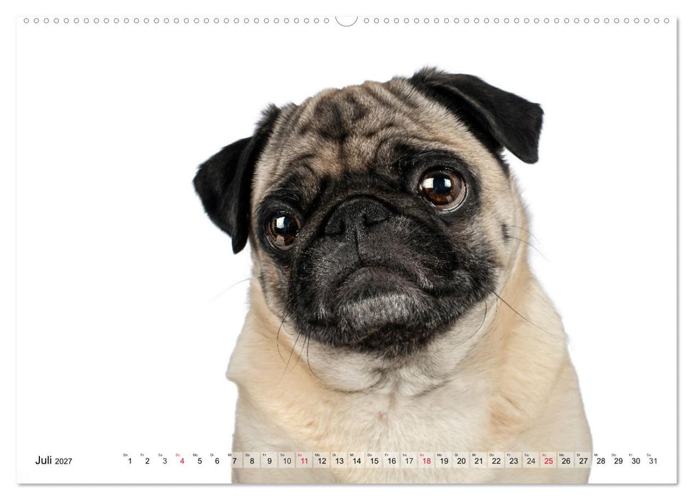 Charakterköpfe zum verlieben (CALVENDO Premium Wandkalender 2027)