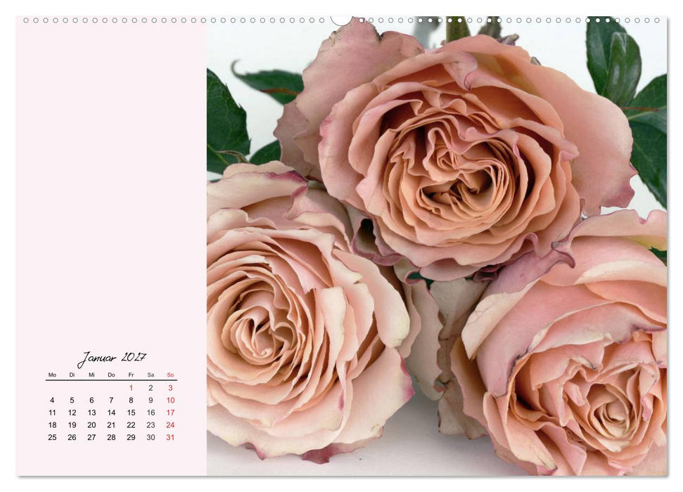 Rosen. Charmante und edle Königinnen (CALVENDO Wandkalender 2027)