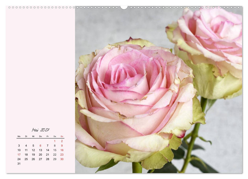 Rosen. Charmante und edle Königinnen (CALVENDO Wandkalender 2027)