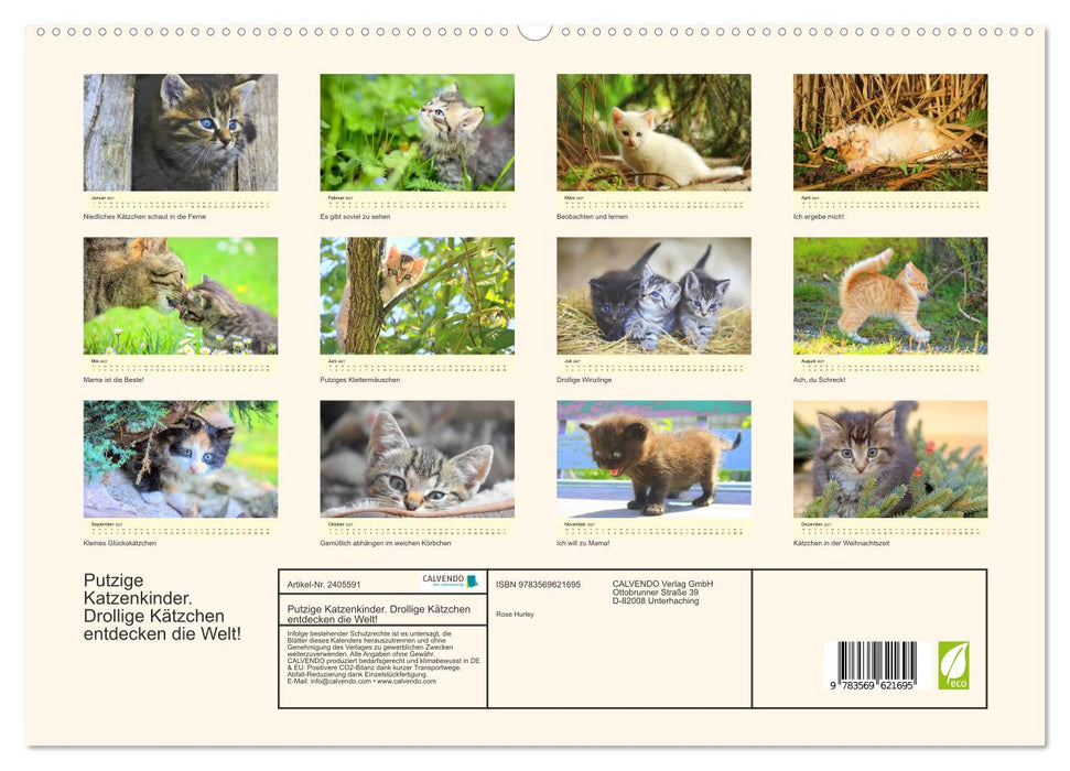 Putzige Katzenkinder. Drollige Kätzchen entdecken die Welt! (CALVENDO Premium Wandkalender 2027)