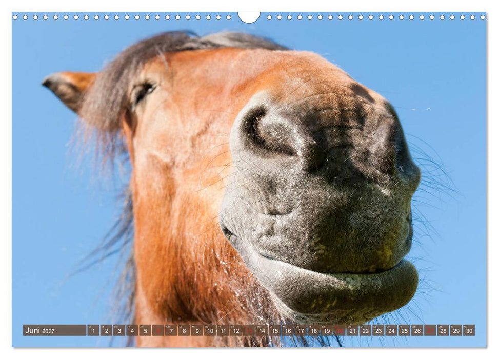 Das Lachen der Pferde - Lustige Gesichter (CALVENDO Wandkalender 2027)