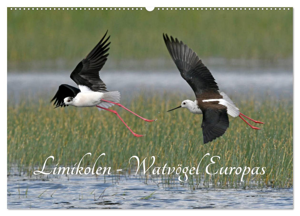 Limikolen - Watvögel Europas (CALVENDO Wandkalender 2027)