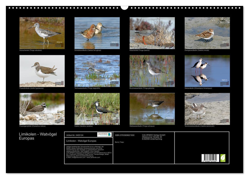 Limikolen - Watvögel Europas (CALVENDO Wandkalender 2027)