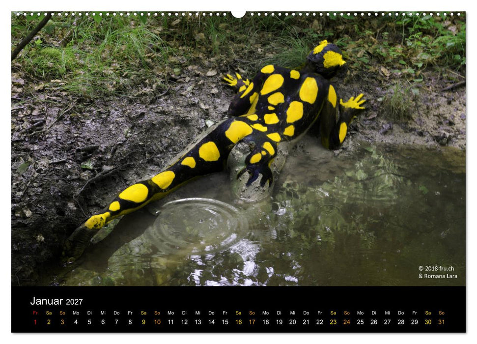 Bodypainting Animalia (CALVENDO Wandkalender 2027)