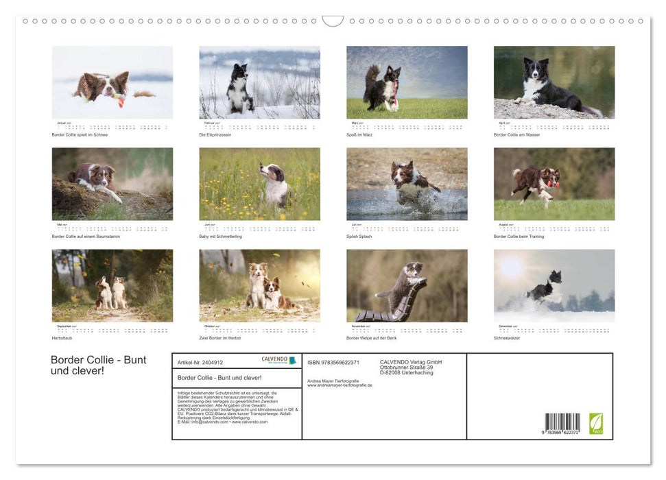 Border Collie - Bunt und clever! (CALVENDO Wandkalender 2027)