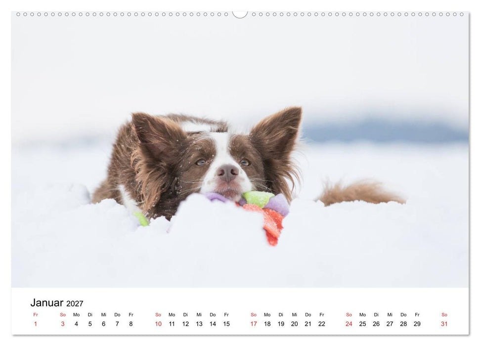 Border Collie - Bunt und clever! (CALVENDO Wandkalender 2027)