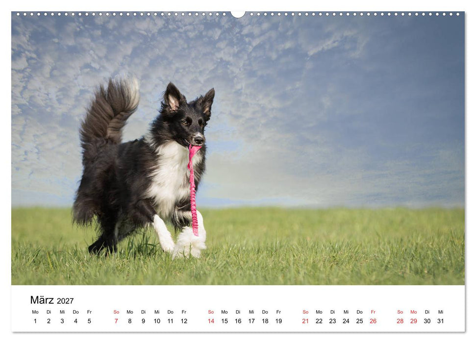 Border Collie - Bunt und clever! (CALVENDO Wandkalender 2027)