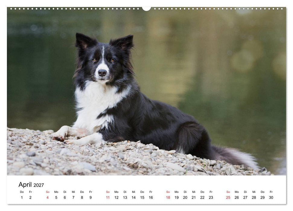 Border Collie - Bunt und clever! (CALVENDO Wandkalender 2027)