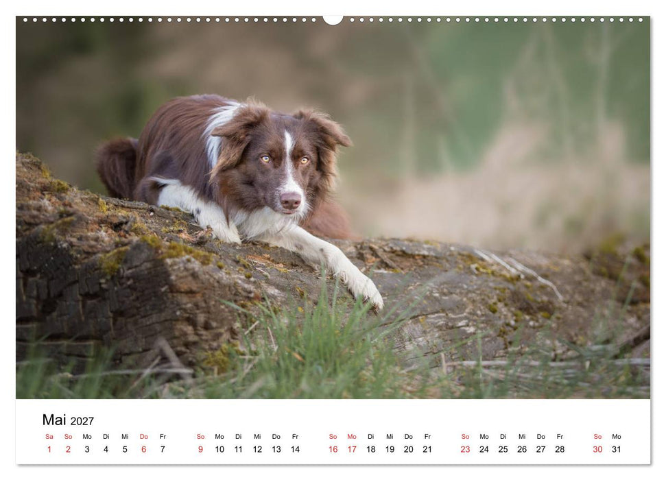 Border Collie - Bunt und clever! (CALVENDO Wandkalender 2027)
