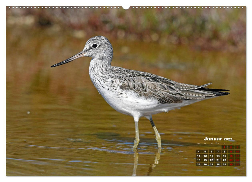 Limikolen - Watvögel Europas (CALVENDO Premium Wandkalender 2027)
