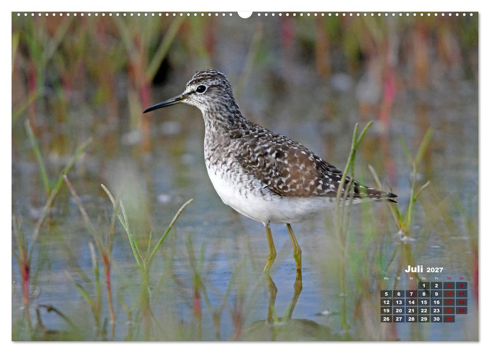 Limikolen - Watvögel Europas (CALVENDO Premium Wandkalender 2027)