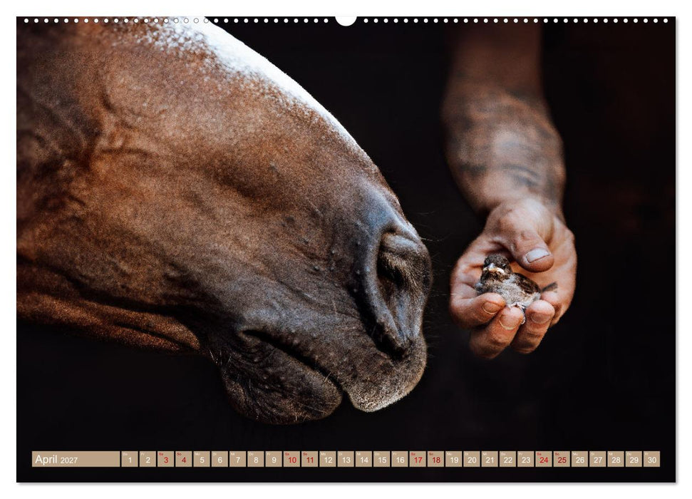 Seelenglück Kalender - Pferde - Charakter, Stärke, Weisheit (CALVENDO Premium Wandkalender 2027)