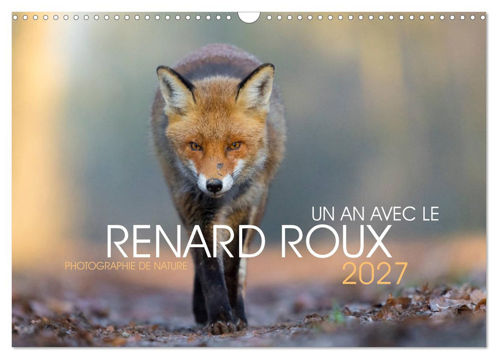 Un an avec le renard roux (CALVENDO Calendrier mensuel 2027)