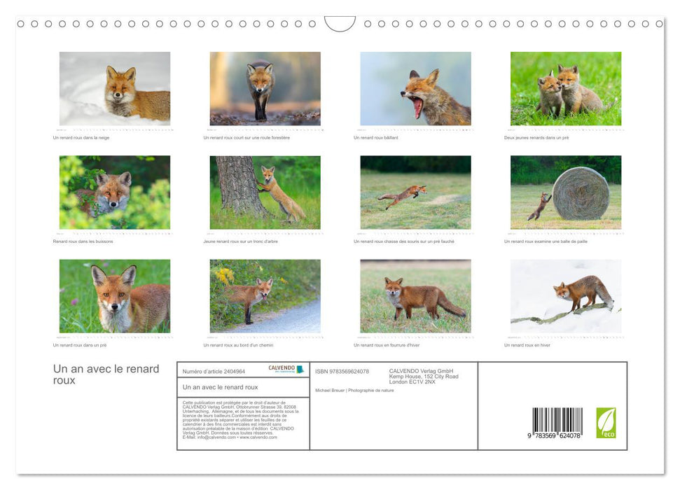 Un an avec le renard roux (CALVENDO Calendrier mensuel 2027)