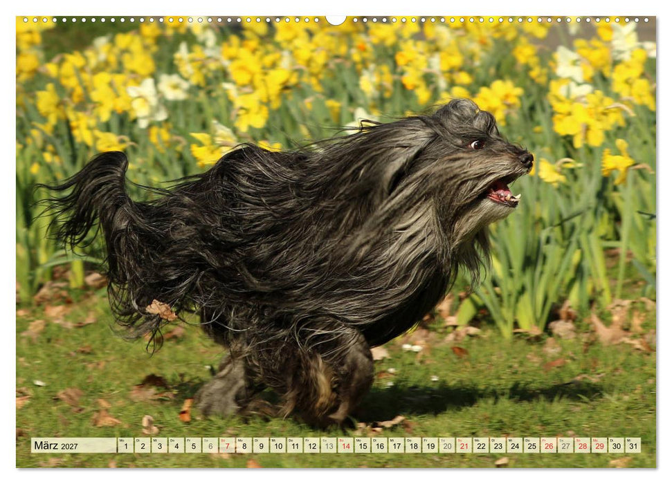 Tibet Terrier Theo (CALVENDO Wandkalender 2027)