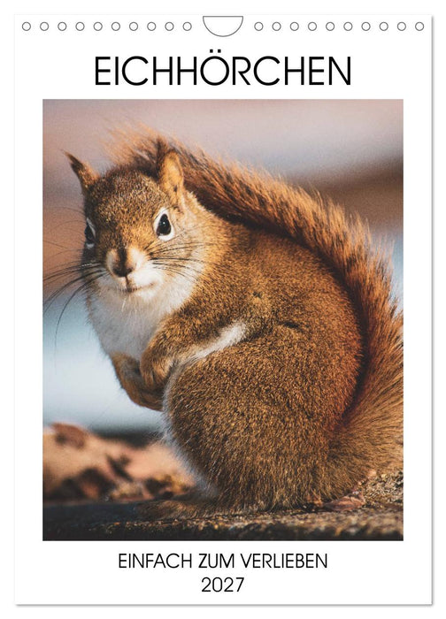 Eichhörnchen - Einfach zum Verlieben (CALVENDO Wandkalender 2027)
