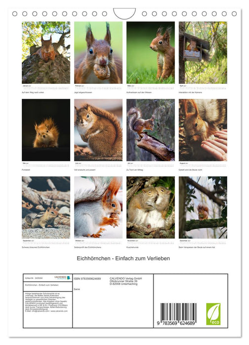 Eichhörnchen - Einfach zum Verlieben (CALVENDO Wandkalender 2027)