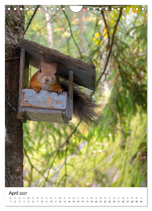 Eichhörnchen - Einfach zum Verlieben (CALVENDO Wandkalender 2027)