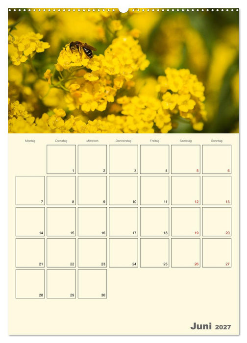 Bienen im Naturgarten (CALVENDO Wandkalender 2027)