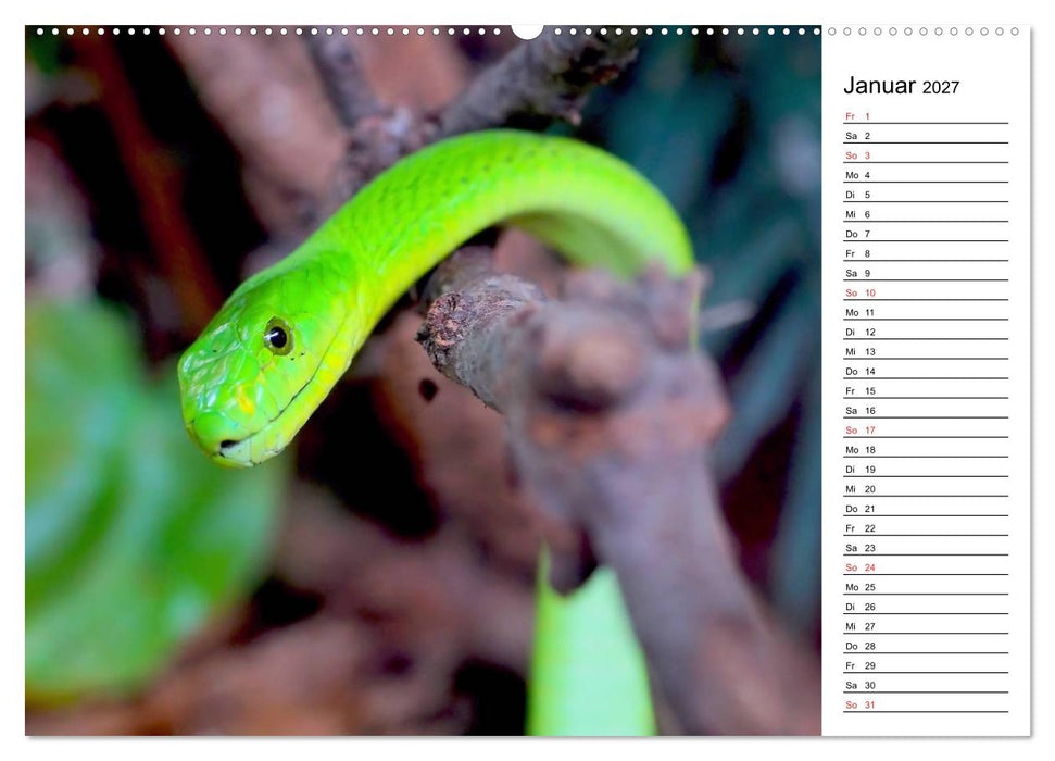 Schlangen. Lauern, kriechen, schlingen (CALVENDO Wandkalender 2027)