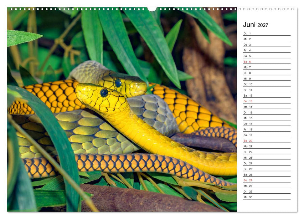 Schlangen. Lauern, kriechen, schlingen (CALVENDO Wandkalender 2027)