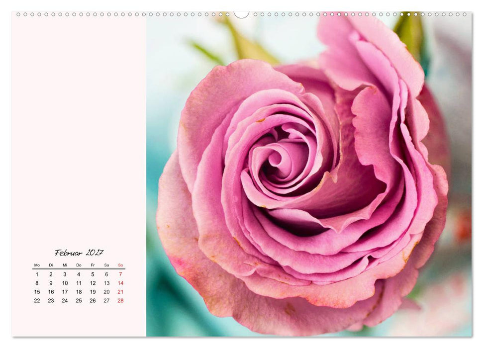 Rosen. Charmante und edle Königinnen (CALVENDO Premium Wandkalender 2027)