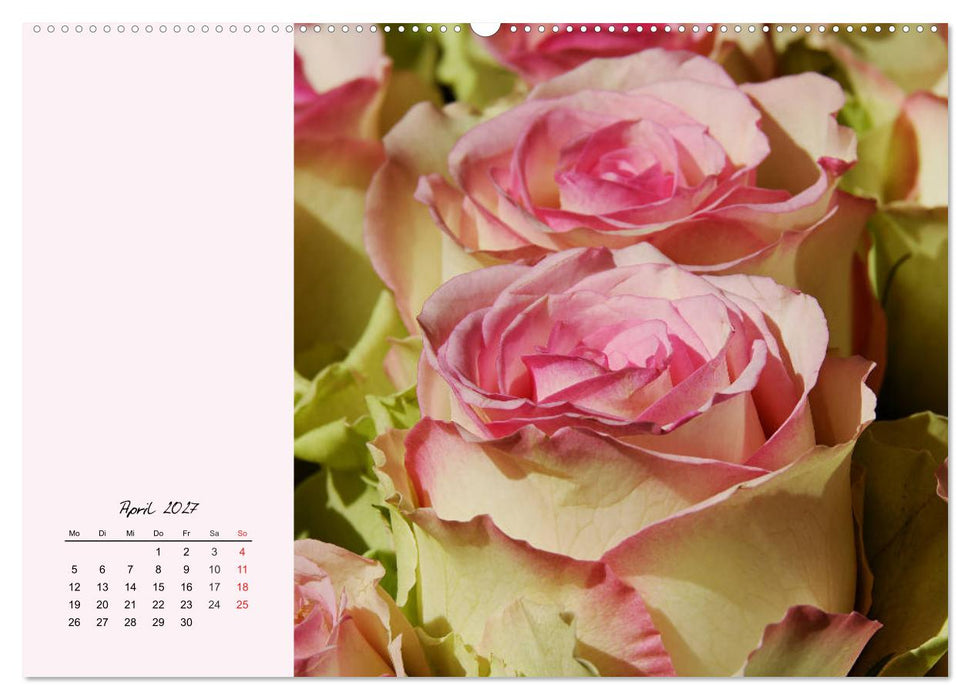 Rosen. Charmante und edle Königinnen (CALVENDO Premium Wandkalender 2027)