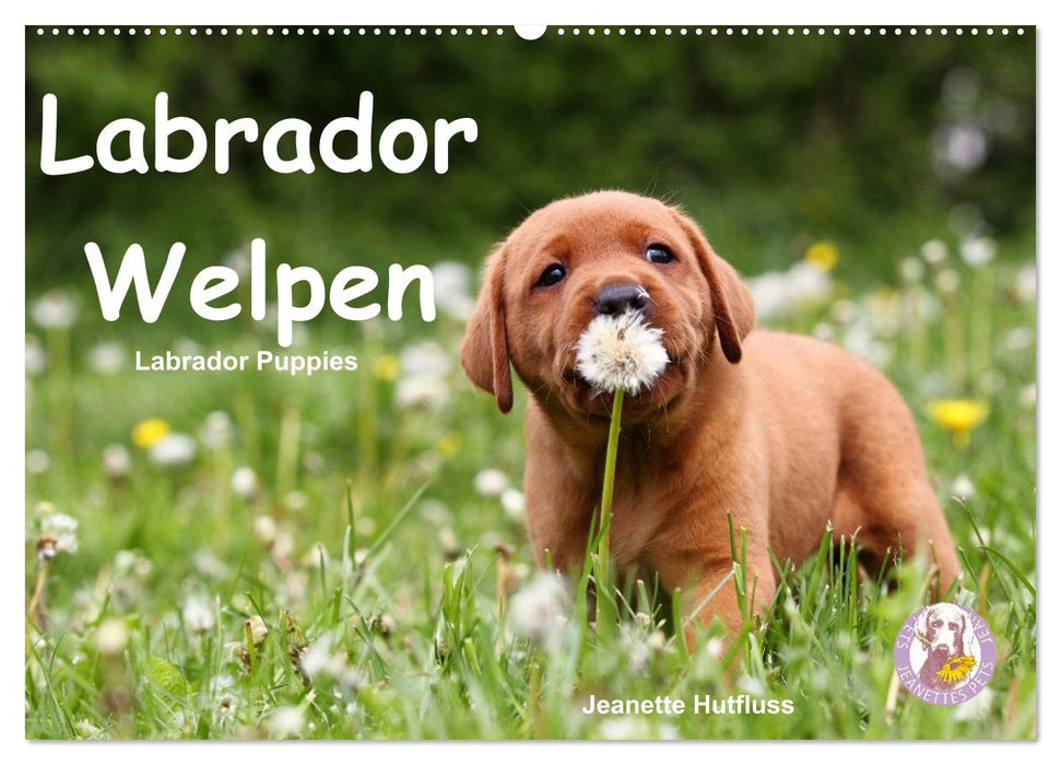 Labrador Welpen - Labrador Puppies (CALVENDO Wandkalender 2027)